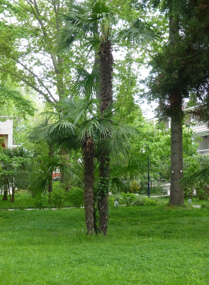 Сочи-Адлер: Южное Взморье - виртуальное путешествие по территории санатория