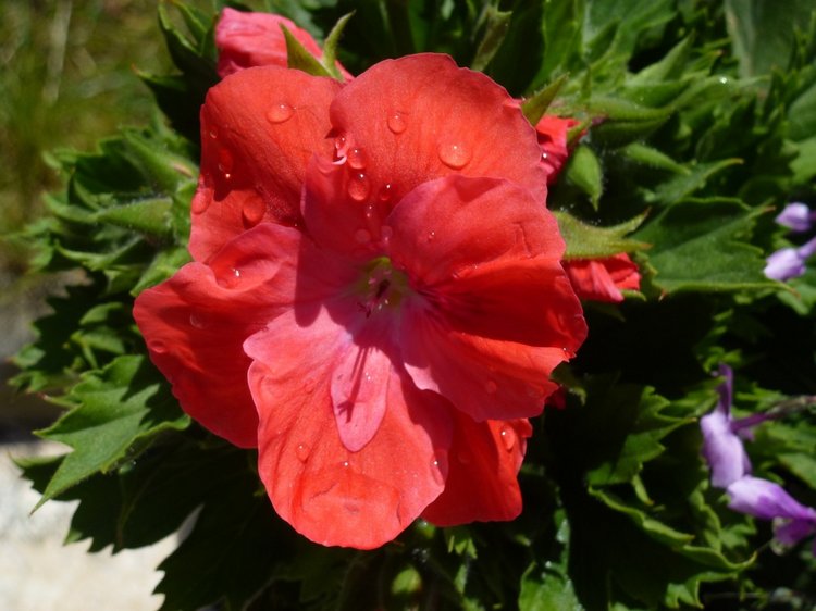 Сочи-Адлер: Южное Взморье - Мои любимые куколки на отдыхе