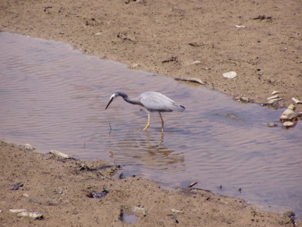 Увлекательное путешествие по Новой Зеландии