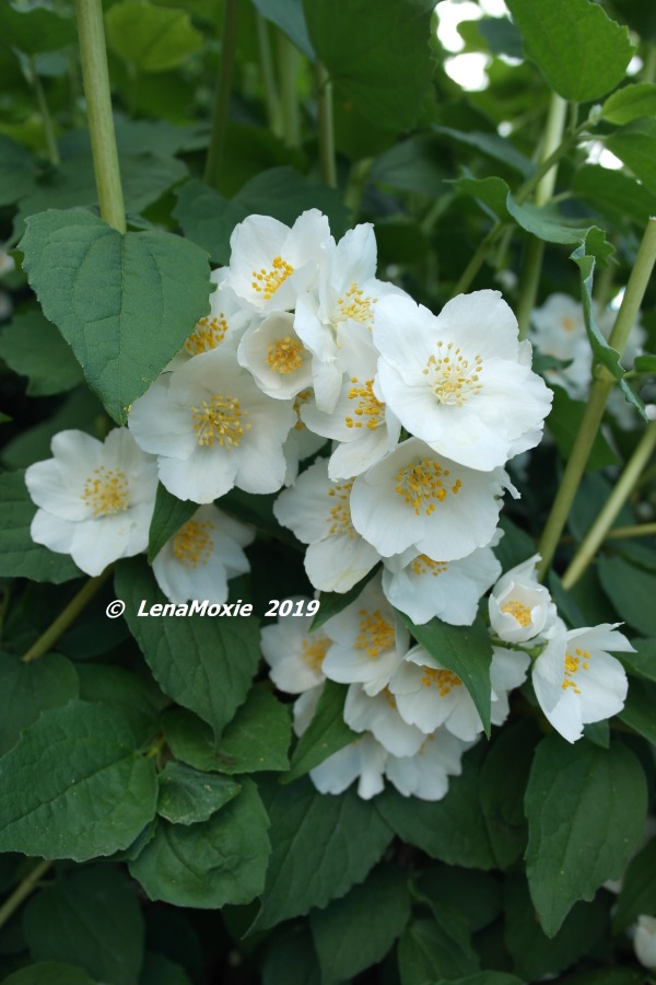 Ангел нашего сада — Куклы Kidz'n'Cats (Соня Хартман): шарнирные 46 см