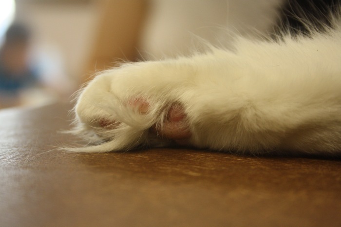 Петербург. Прогулка по крышам. Котокафе. Старые слайды