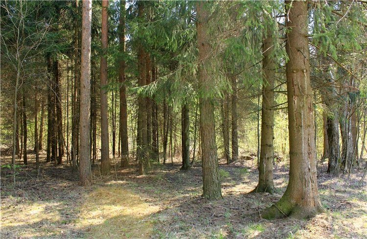 Савватьева Пустынь, Тверская область (фото 10)