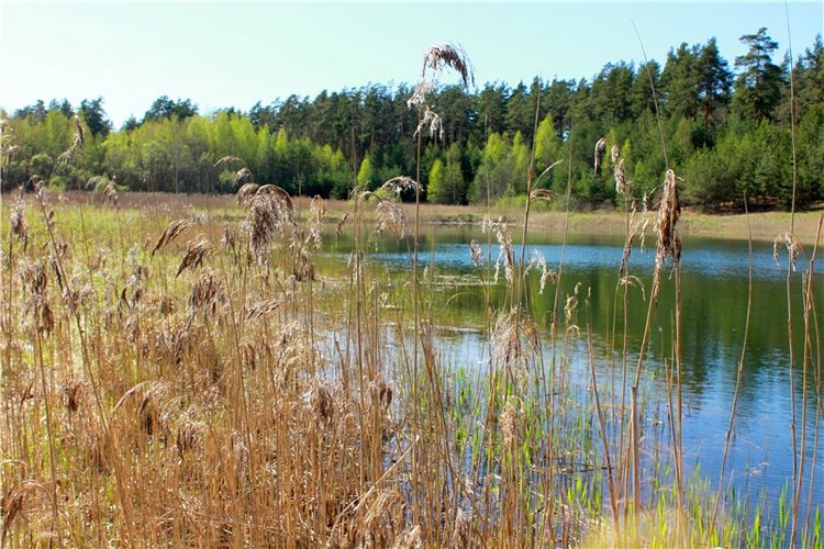 Долгая дорога к Волге. Custom Blythe Doll UFO Go Go Takara