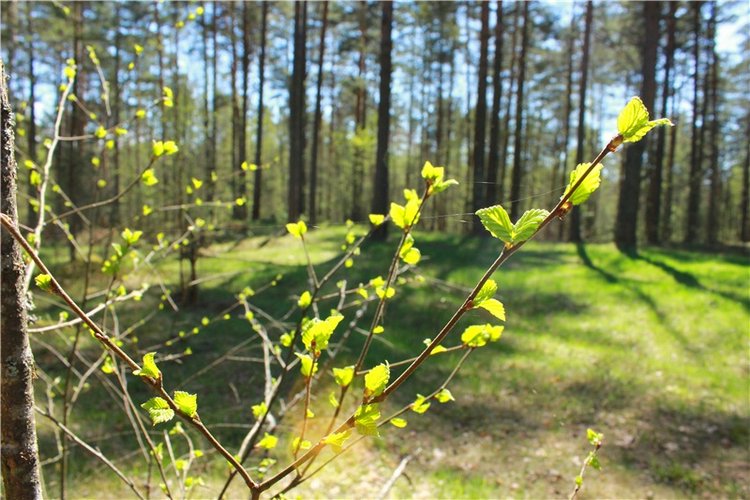 Весенняя Фея. Kyrra Fair Meadow doll | Бэйбики Весенняя Фея. Kyrra Fair Meadow doll