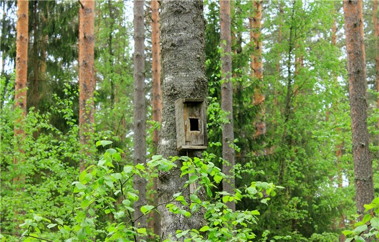 Ландышевый Лес. Twinkles Ella Chocolate (фото 3)