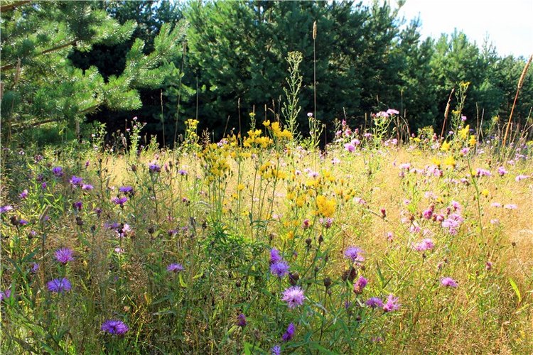 Эдельвейс на пленэре — Антикварные куклы ABG (Alt