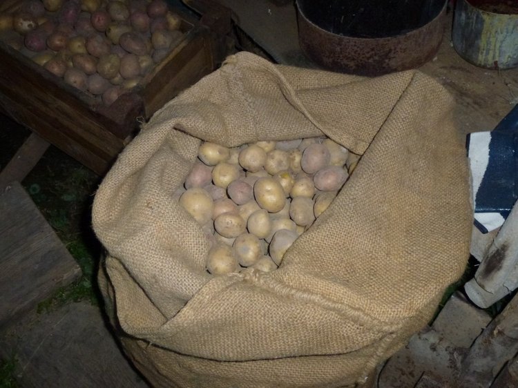 Отдых в деревне с Джой — Туризм и путешествия: фотоотчеты из поездок