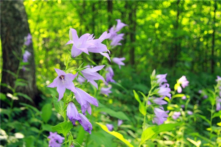 Путешествие Виолы в Усадьбу Знаменское-Раёк (фото 7)