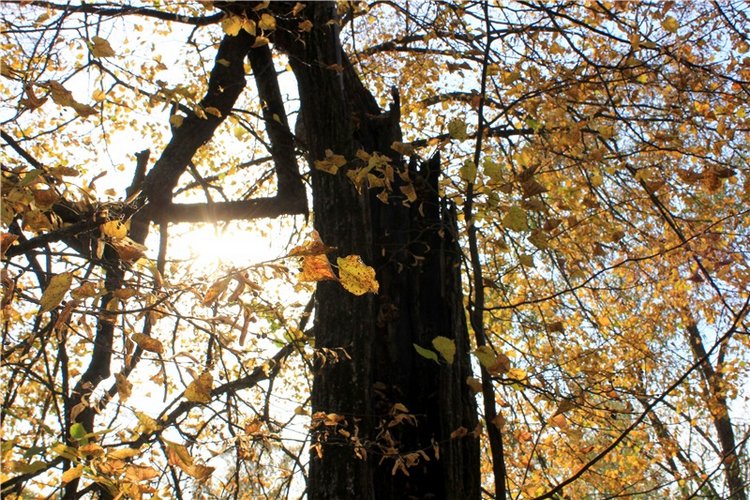 Путешествие Dal Hangry в Грузины