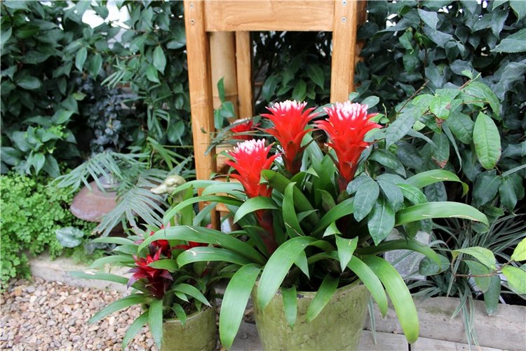 Тверской Ботанический Сад, продолжение | Бэйбики Тверской Ботанический Сад, продолжение