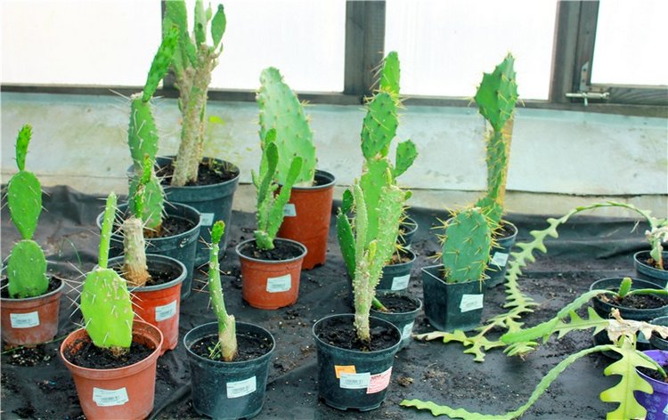 Выставка тюльпанов в Твери, продолжение