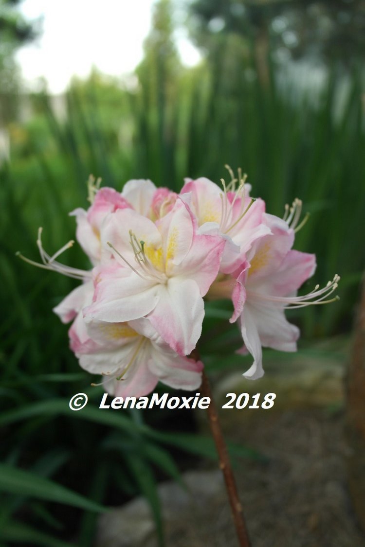 Мои куклы Journey Girls. Сатоми (Келли) 2012 (фото 7)