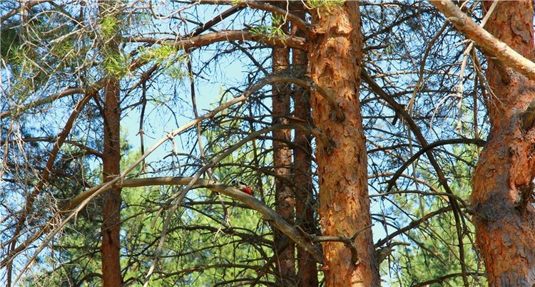 Инопланетянка Нийя. Custom Blythe Doll UFO Go Go Takara