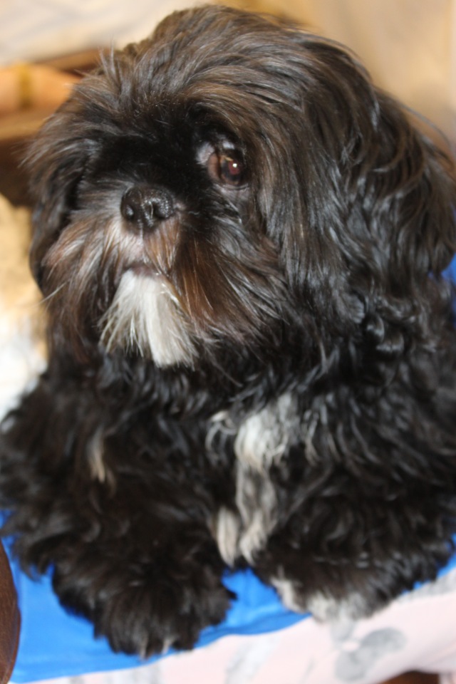 Летняя встреча коллекционеров в магазине кукол. Заключительная часть