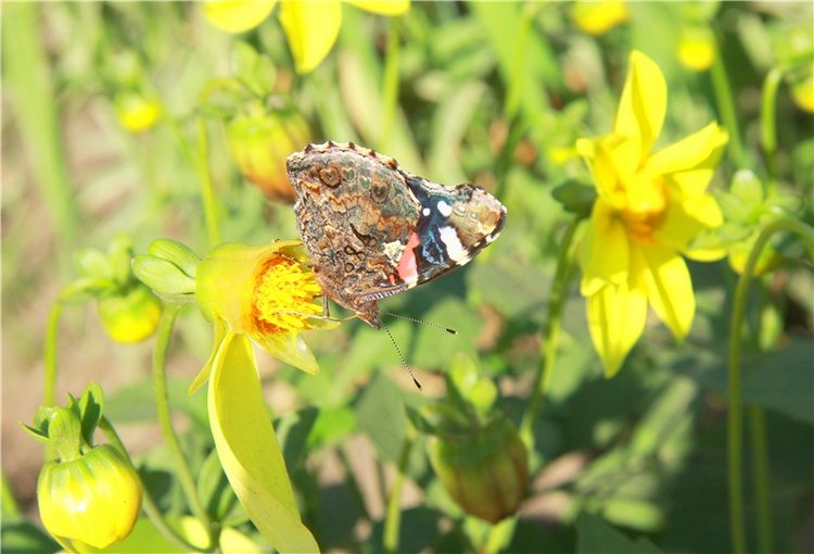 Старицкая Швейцария. Путешествие Мии. Minifee Miyu FairlyLand | Бэйбики Старицкая Швейцария. Путешествие Мии. Minifee Miyu FairlyLand