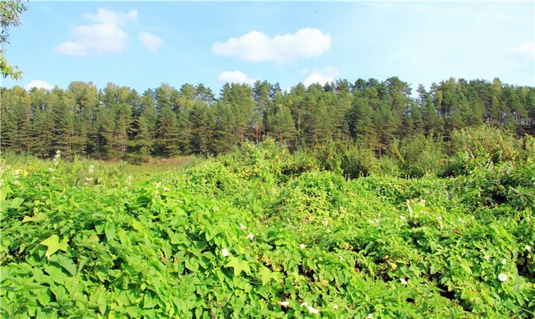 Старицкая Швейцария. Путешествие с Сашей, продолжение. Уникальная кукла от Сильвии Наттерер