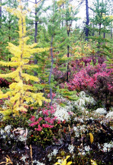Осенний пейзаж — Туризм и путешествия: фотоотчеты из поездок (фото 5)