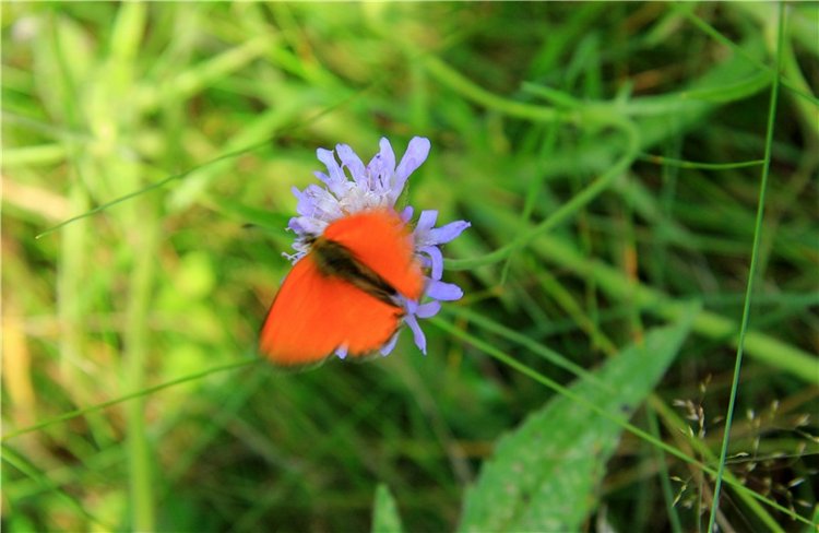 Девочка и Ёжик. Minifee Miyu FairlyLand | Бэйбики Девочка и Ёжик. Minifee Miyu FairlyLand