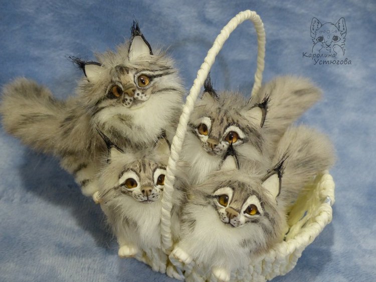 Вторая корзинка Мейн-Кунов (фото 3)