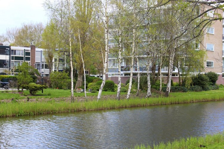 Цветущая Сакура. Прогулка по парку с Алисой. Весенние зарисовки