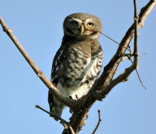 1 апреля — Международный день птиц (фото 7)