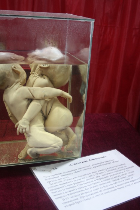 Псков: Петербургская Кунсткамера у нас в гостях. СТРОГО 18 +