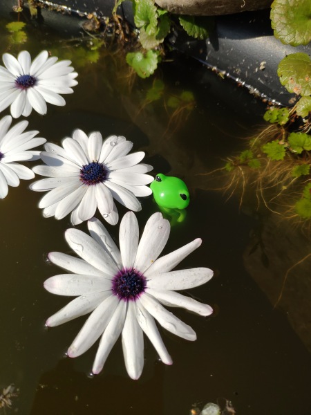 Лето с лягушками — Коллекционные куклы разных авторов (Разное): редкие бренды