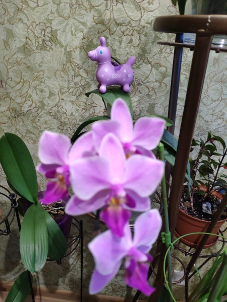 Ну-ка, Роди, встаньте в ряд | Бэйбики Ну-ка, Роди, встаньте в ряд (фото 8)