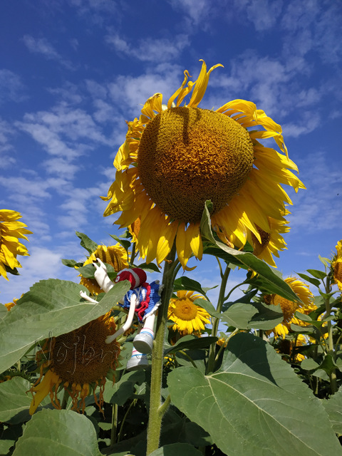 Wonderfrog. Красота в простоте. Часть 2 (фото 4)