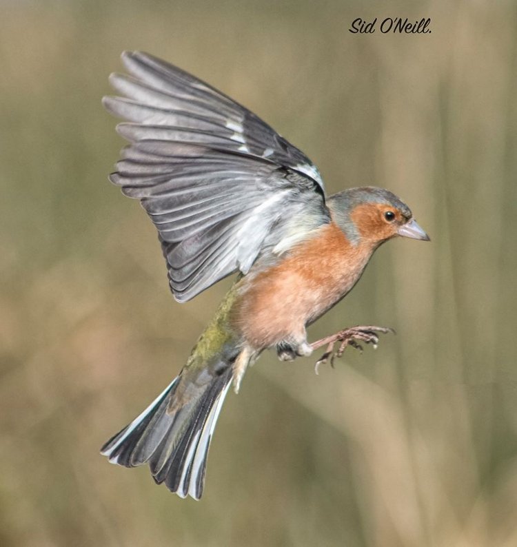Любителям природы - профессиональные фотографии (выпуск 4) (фото 10)