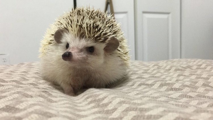 Любительские фотографии Ежей (выпуск 1) | Бэйбики Любительские фотографии Ежей (выпуск 1)