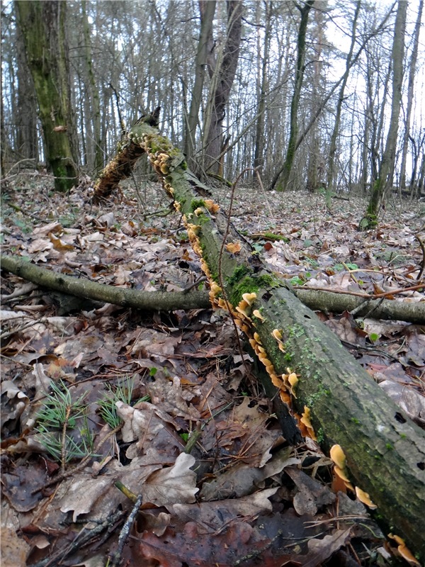 23 февраля - расцвели синие подснежники