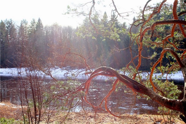 Тверской "Луксор" — Куклы Meadow dolls (Медовушки): BJD (БЖД)