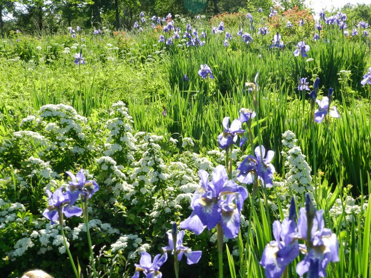 FELICITA или Счастье — Домашние коллекции кукол: фото собраний