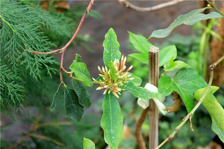 Выставка тюльпанов в Твери, продолжение