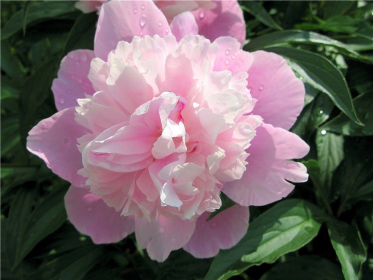 Милая Пион, Neo Blythe Pretty Peony, PrPe