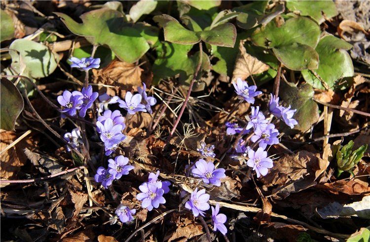 Апрельский день в Василёво, заключительная часть