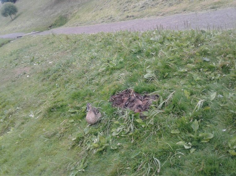 Наше лето, часть 1 — Куклы и тела Obitsu (Обитсу): 1/6 (фото 9)