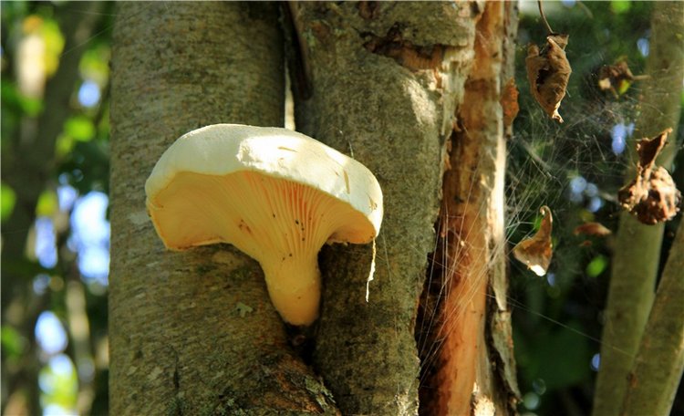 Старицкая Швейцария. Путешествие с Сашей, продолжение. Уникальная кукла от Сильвии Наттерер