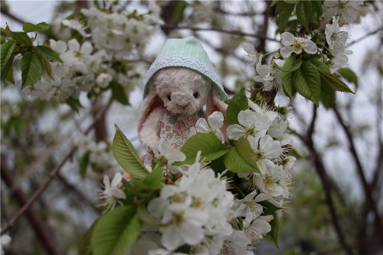 Один раз в год сады цветут