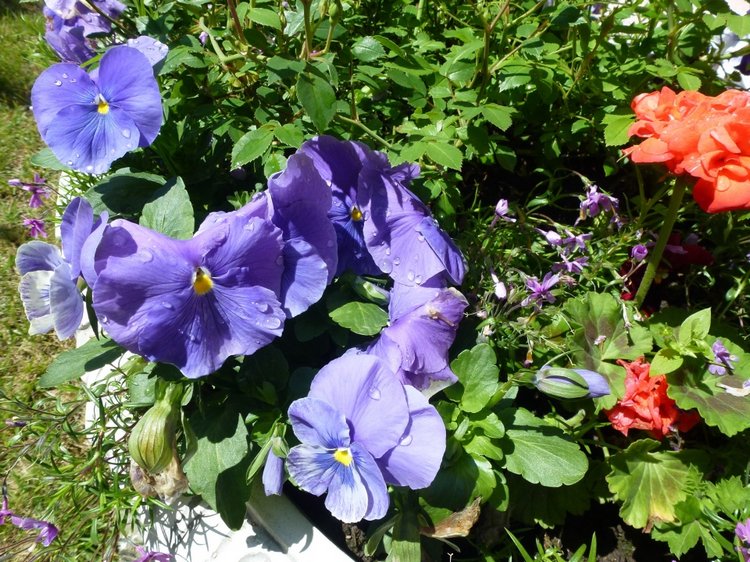 Сочи-Адлер: Южное Взморье - Мои любимые куколки на отдыхе