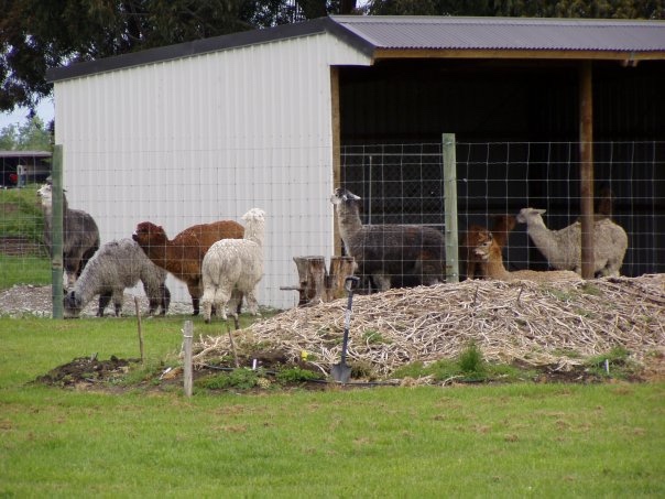 Увлекательное путешествие по Новой Зеландии