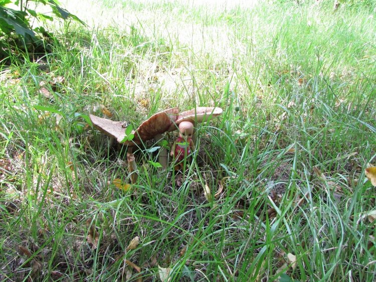 Малышня на прогулке в Бирюлёвском дендропарке