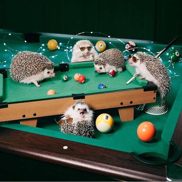 Любительские фотографии Ежей (выпуск 1) | Бэйбики Любительские фотографии Ежей (выпуск 1)