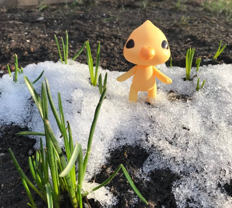 Новый житель - попугайчик Kotoribir (фото 3)