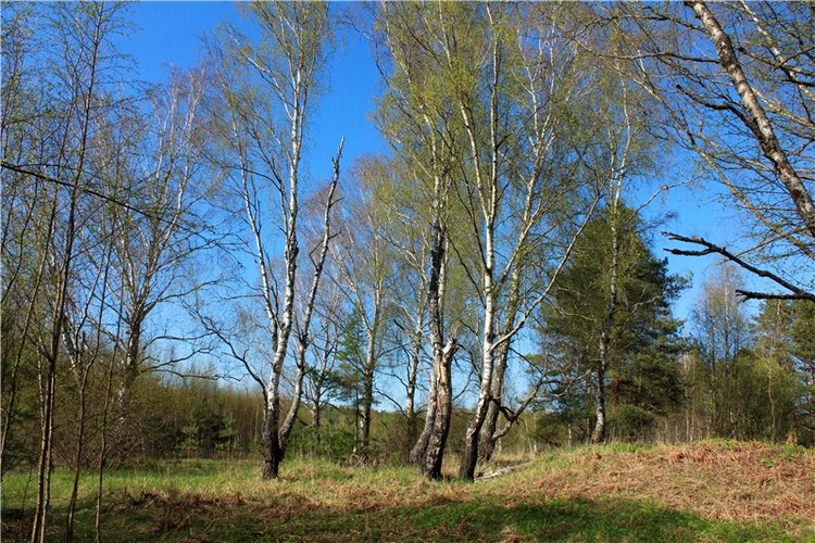 Прогулка Софи. Lati HoneyBee New Mystic Sophie | Бэйбики Прогулка Софи. Lati HoneyBee New Mystic Sophie