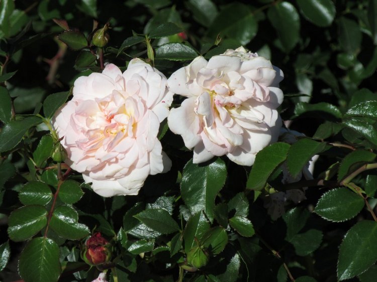 Горячее солнышко Кисловодска