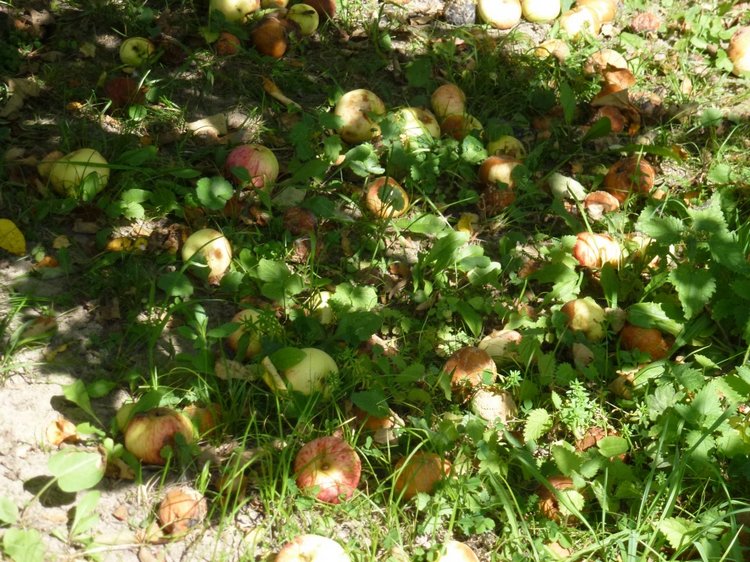 Отдых в деревне с Джой — Туризм и путешествия: фотоотчеты из поездок