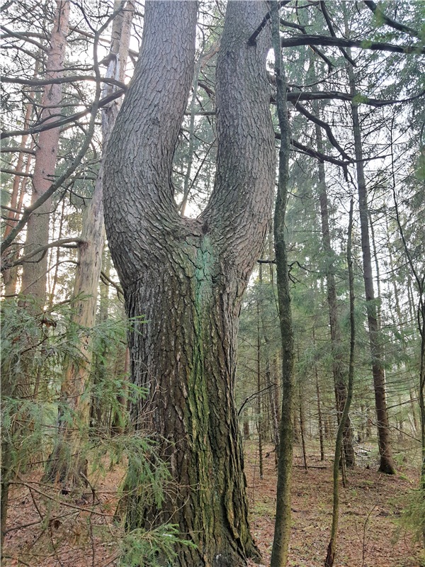 Путешествие по Святым местам Тверской области (фото 4)