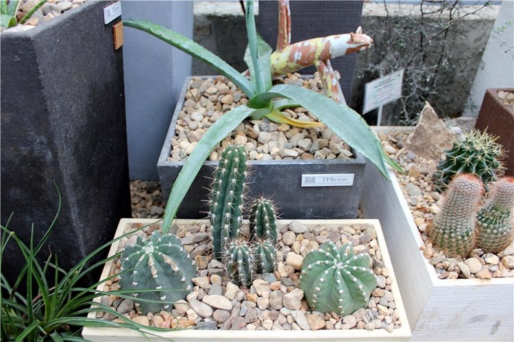 Тверской Ботанический Сад, продолжение | Бэйбики Тверской Ботанический Сад, продолжение